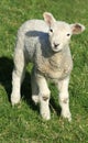 Spring lamb Royalty Free Stock Photo