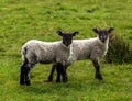 Spring Lamb Royalty Free Stock Photo