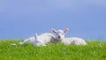 Spring lamb lambs enjoying sunshine green grass blue sky copyspace