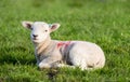 Spring Lamb lying in field