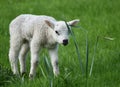 Spring Lamb in a meadow Royalty Free Stock Photo