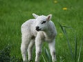 Spring Lamb in a meadow Royalty Free Stock Photo