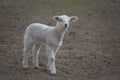 Spring lamb. New born lamb at the farm Royalty Free Stock Photo