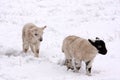 Spring lamb in the snow Royalty Free Stock Photo