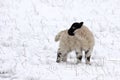 Spring lamb in the snow Royalty Free Stock Photo