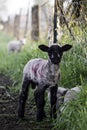 Spring Lamb Royalty Free Stock Photo