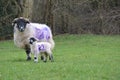 Spring lamb with woolly mother Royalty Free Stock Photo