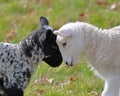 Spring Lambs Royalty Free Stock Photo