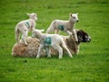 Spring Lambs Royalty Free Stock Photo