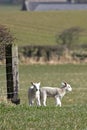 Spring lambs Royalty Free Stock Photo