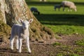 Spring Lambs Baby Sheep in A Field Royalty Free Stock Photo