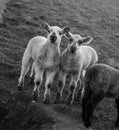 Spring lambs on farm in spring at Seaford, East Sussex Royalty Free Stock Photo