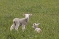 Spring Lambs