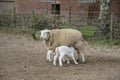 Spring lambs. Sheep in field with its new born lambs