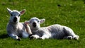 Spring lambs in the sunshine