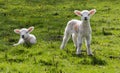 Spring lambs