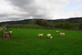 Spring Lambs in the Yorkshire Dales, Stackhouse near Settle, North Yorkshire