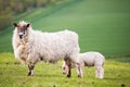 Spring lamd and ewe mother in Spring Royalty Free Stock Photo