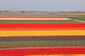 Land with blooming tulips in spring.