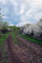 Spring landscape