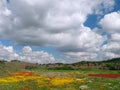 Spring landscape