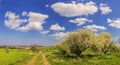 Spring landscape. Alta Murgia National Park: path with trees in bloom. - (Apulia) ITALY- Royalty Free Stock Photo