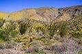 Spring Landscape in Anza Borrego Desert State Park with Ocotillos Fouquieria splendens and Pygmy poppies Eschscholzia