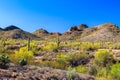 Spring landscape Arizona`s Sonoran desert. Saguaro, ocotillo, prickly pear, cholla cacti and creosote bushes.