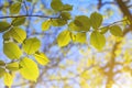 Spring landscape, background - view of the hazel leaves on the branch in the deciduous forest on a sunny day Royalty Free Stock Photo