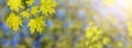 Spring landscape, banner, background - view of the maple leaves on the branch in the deciduous forest on a sunny day Royalty Free Stock Photo