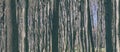 Spring landscape, banner, background - view of the tree trunks of the deciduous forest