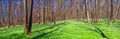 Spring landscape, banner, panorama - view of the deciduous forest with paths and flowers in the rays of the spring sun Royalty Free Stock Photo