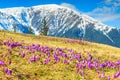 Spring landscape and beautiful crocus flowers,Fagaras mountains,Carpathians,Romania Royalty Free Stock Photo