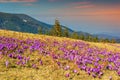 Spring landscape and beautiful crocus flowers in the glade,Romania