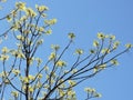 View of  fresh green leaves on the branches and blue sky Royalty Free Stock Photo