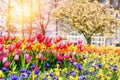 Spring landscape with beautiful tulips and multicolor flowers