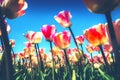 Spring landscape with beautiful yellow and pink tulips. Nature a Royalty Free Stock Photo