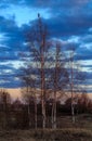 Spring landscape, birch with leaves, crow on the top branch Royalty Free Stock Photo