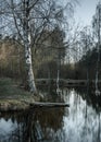 Spring landscape birch is reflected in water of the lake in the forest Royalty Free Stock Photo