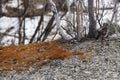 Spring landscape / Birches on stones /