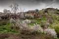 Spring landscape with blooming almond trees and dramatic cloudy sky. Fikardou village cyprus Royalty Free Stock Photo