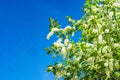 Blooming birdcherry tree closeup with green leaves against a blue sky with clouds