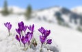 Spring landscape of blooming flowers violet crocuses Crocus heuffelianus on glade in mountains covered of snow.