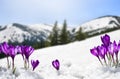 Spring landscape of blooming flowers violet crocuses Crocus heuffelianus on glade in mountains covered of snow. Carpathian