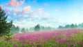 Spring landscape with blooming meadow Royalty Free Stock Photo