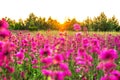 Spring landscape with blooming purple flowers on meadow Royalty Free Stock Photo