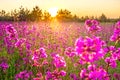 Spring landscape with blooming purple flowers on meadow and sunrise Royalty Free Stock Photo