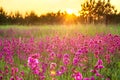 Spring landscape with blooming purple flowers on meadow and sunrise Royalty Free Stock Photo