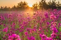Spring landscape with blooming purple flowers on meadow and sunrise Royalty Free Stock Photo