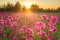 Spring landscape with blooming purple flowers in meadow and sunrise Royalty Free Stock Photo